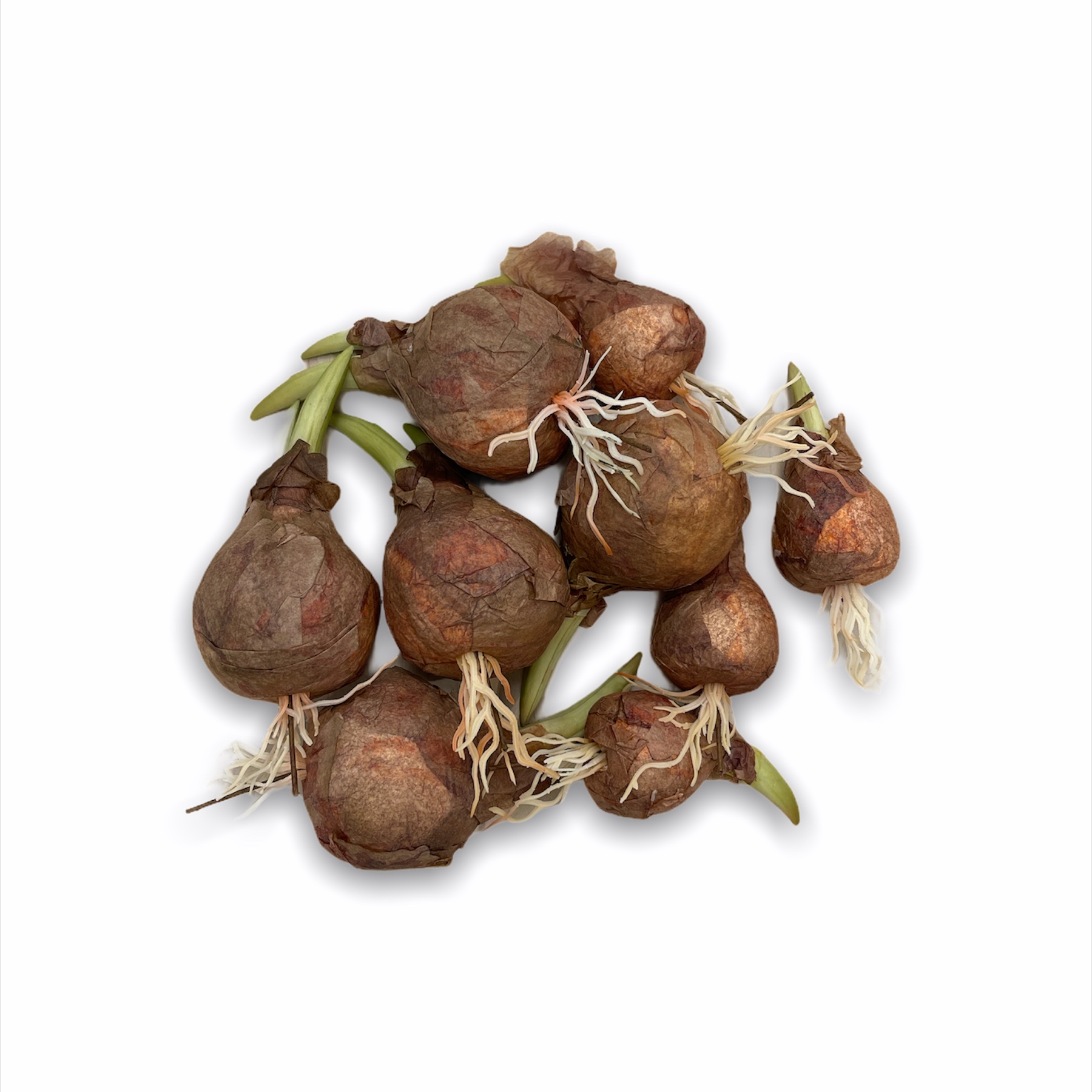 Bulbo con Radici Mix Set 9 pz. Edg