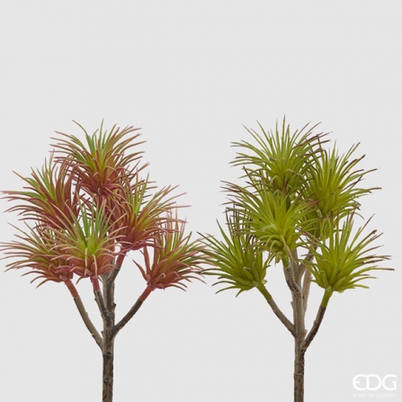 Echeveria Bell 2 ass. h.20 Edg