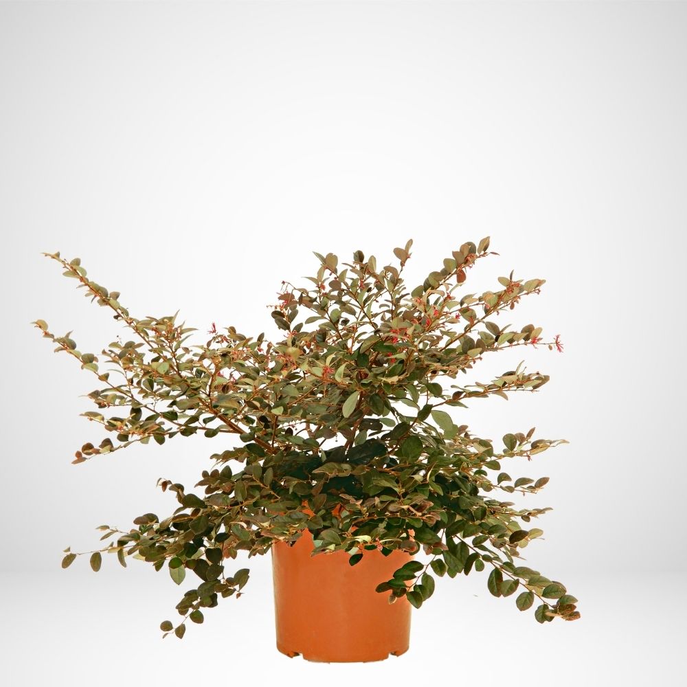 Loropetalum Ø24 (loropetalo)