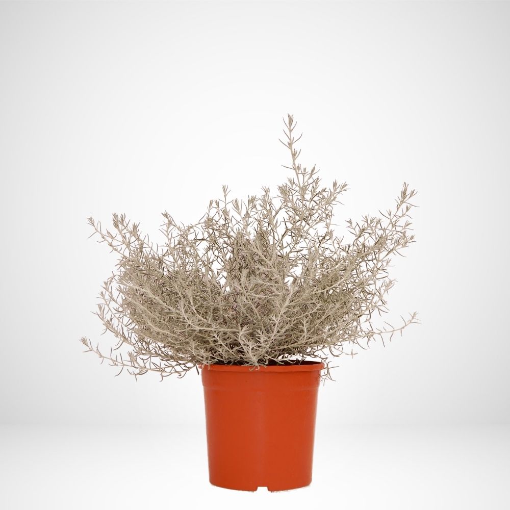 Eremophila Nivea Ø24cm