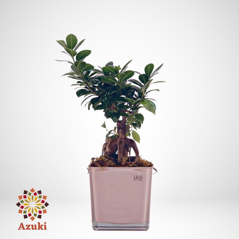Vaso glass pink + Bonsai di Ficus Ginseng Visita lo Shop