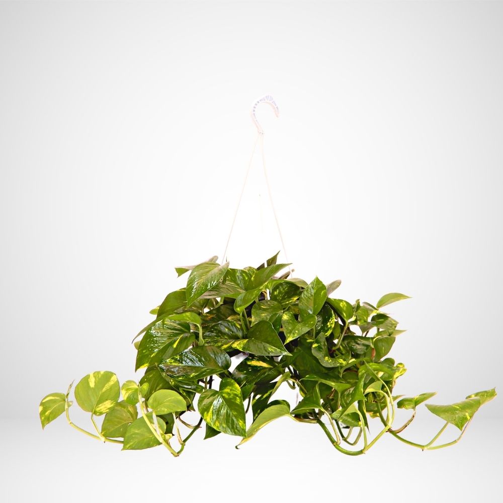 Pothos (Scindapsus aureus) ø 18cm