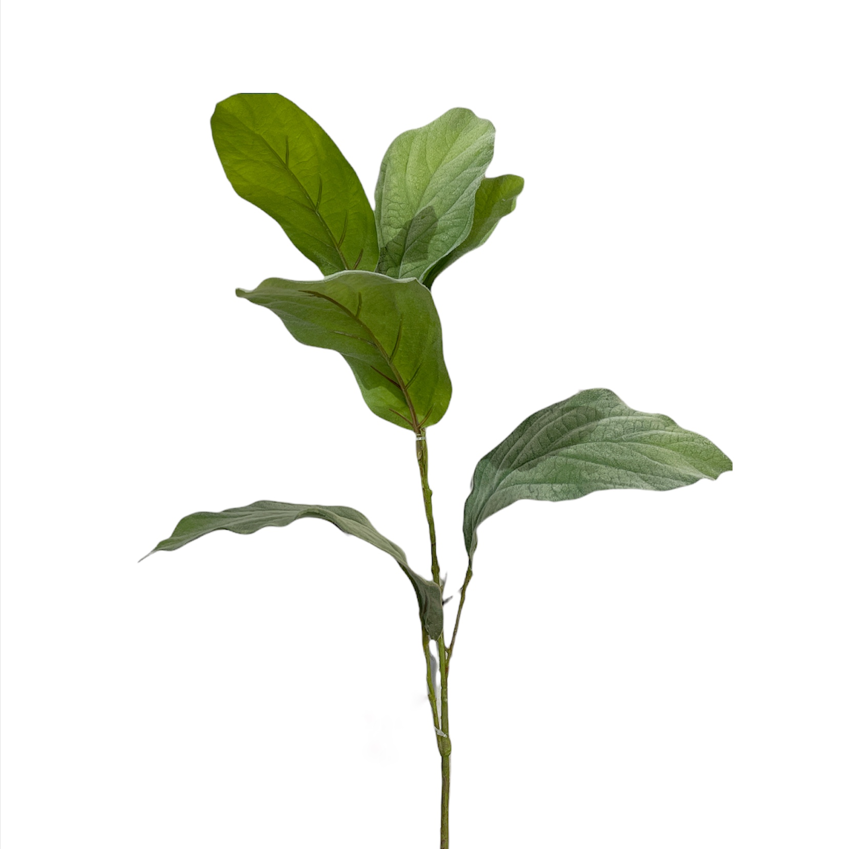 Foglia Tabacco Rex Ramo h.120 Edg