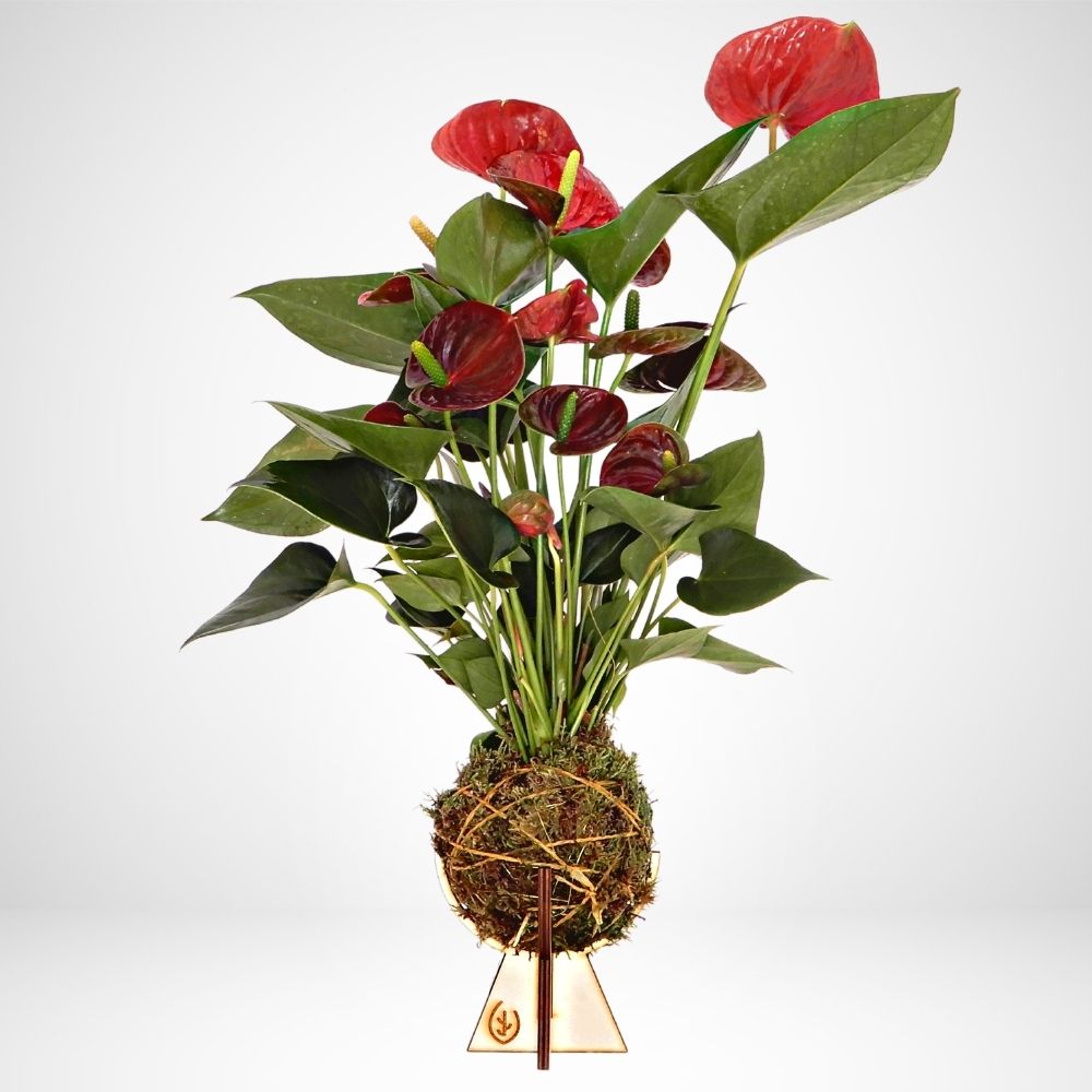 Kokedama di Anthurium