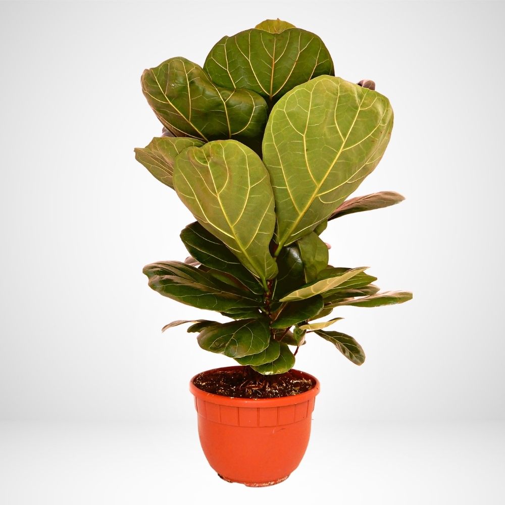 Ficus Lyrata - ø 22