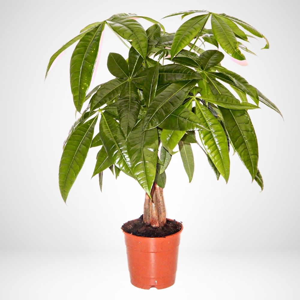 Pachira aquatica - ø 17 h. 50cm