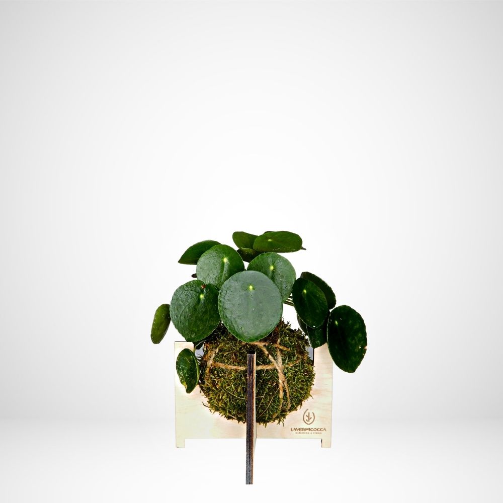Kokedama di Pilea
