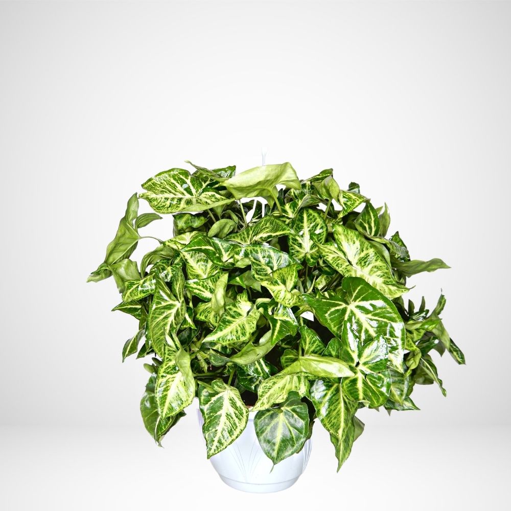 Syngonium basket - ø 20 cm