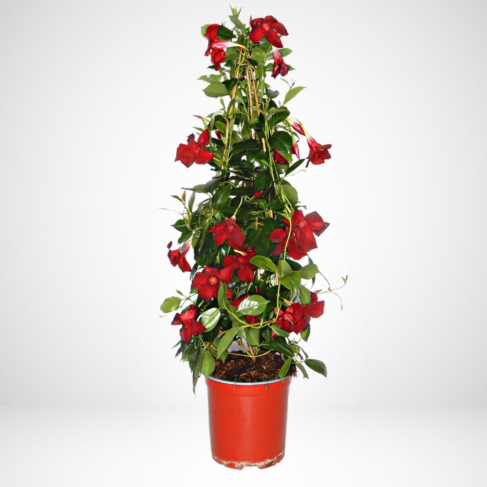 Dipladenia piramide color mix - ø18 