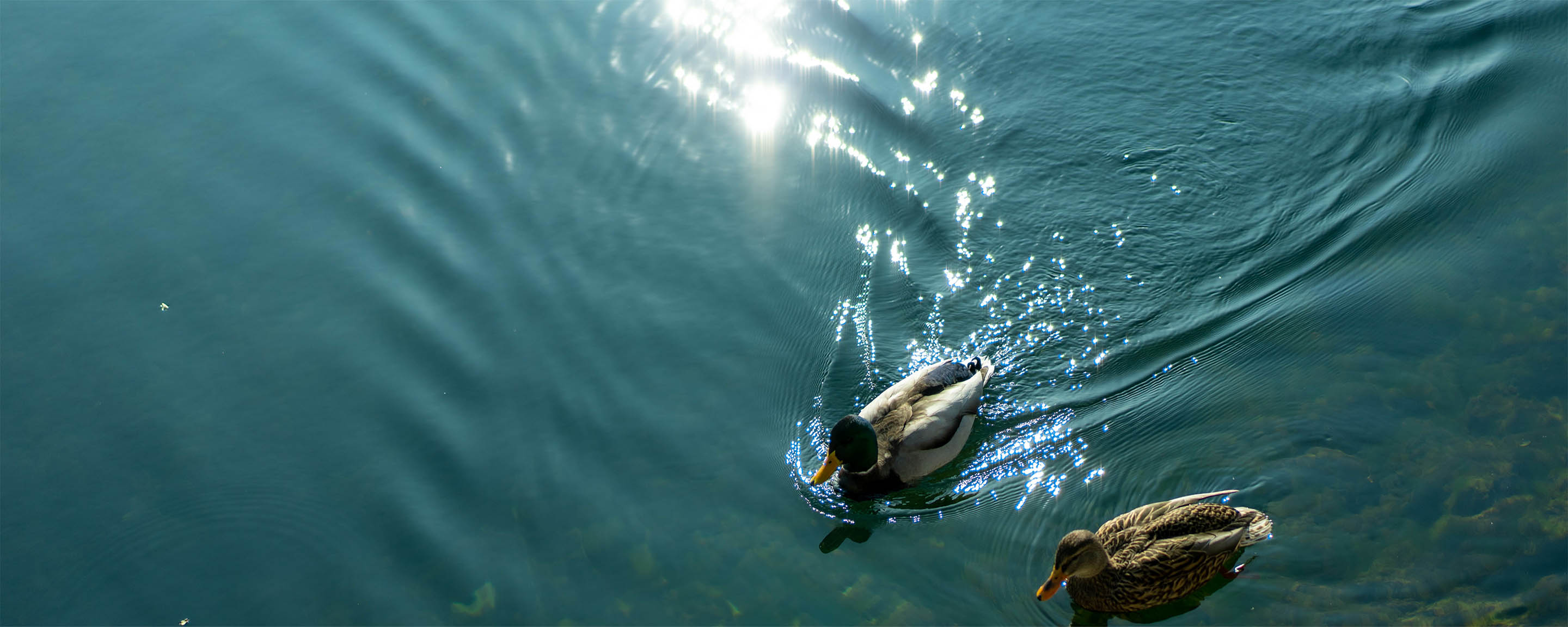 Ispirazione pittura colore verde petrolio San Marco