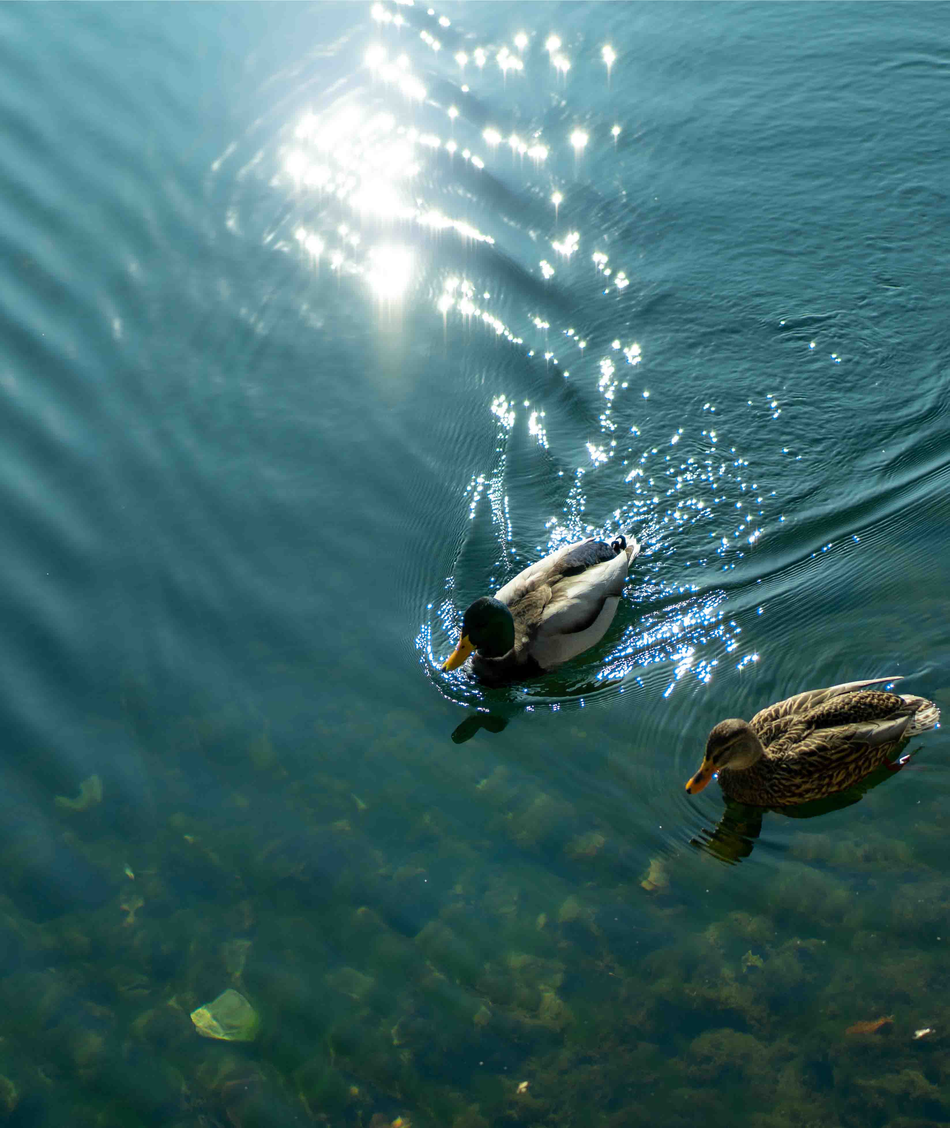 Ispirazione pittura colore verde petrolio San Marco