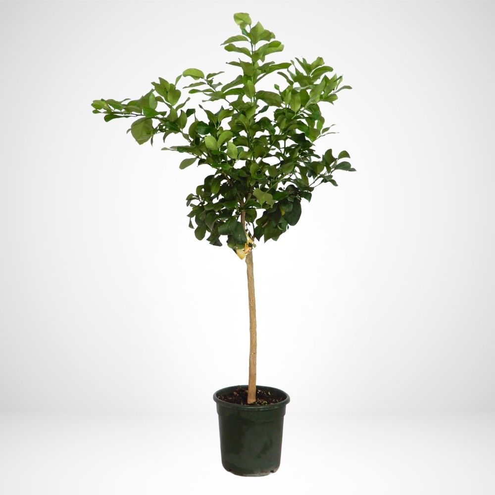 LIMONE ALBERO (Citrus limon) Ø28