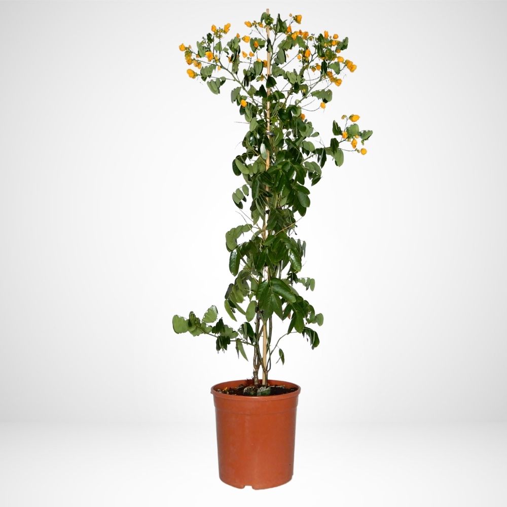 Cassia a colonna