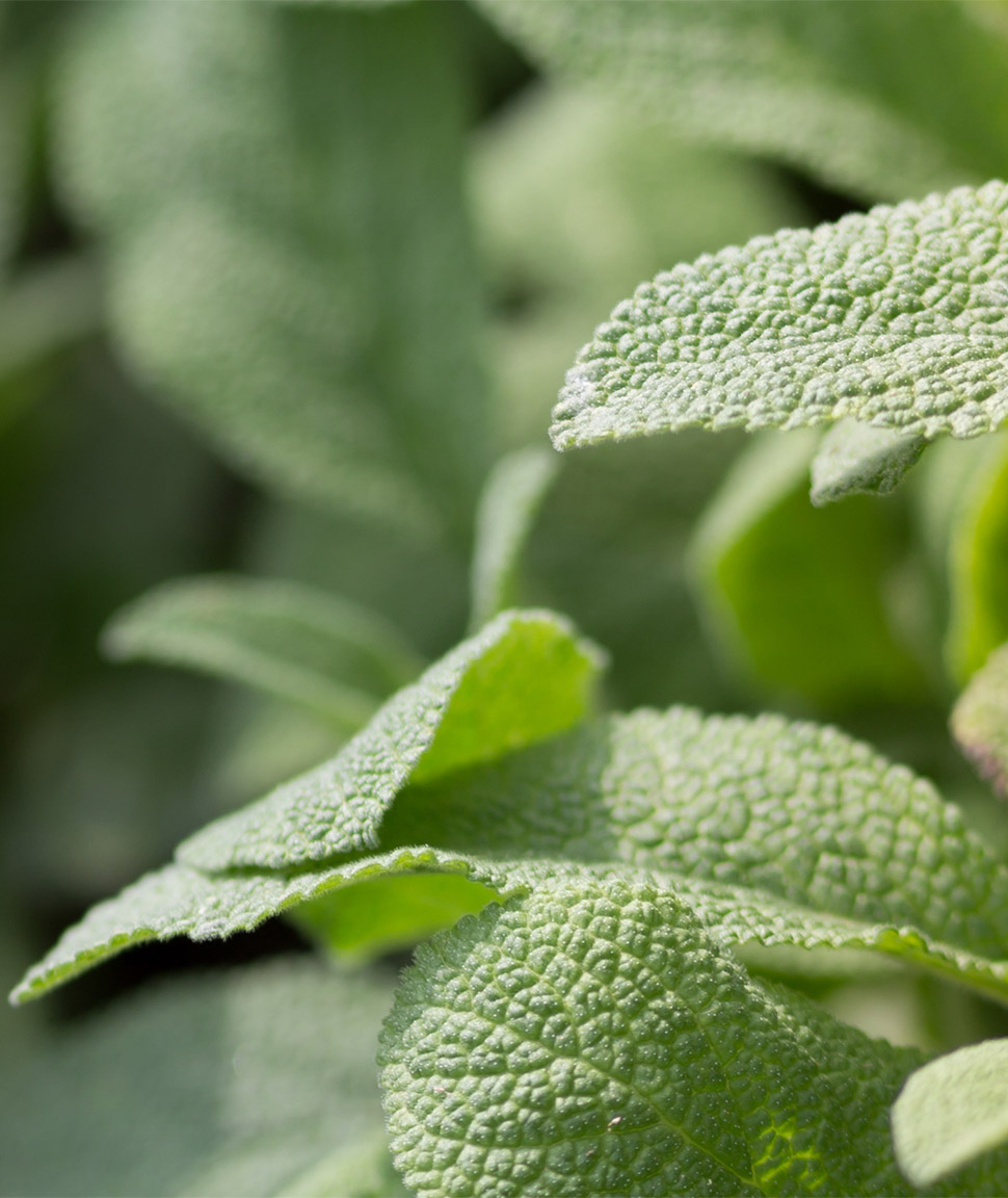 Ispirazione pittura colore verde salvia San Marco