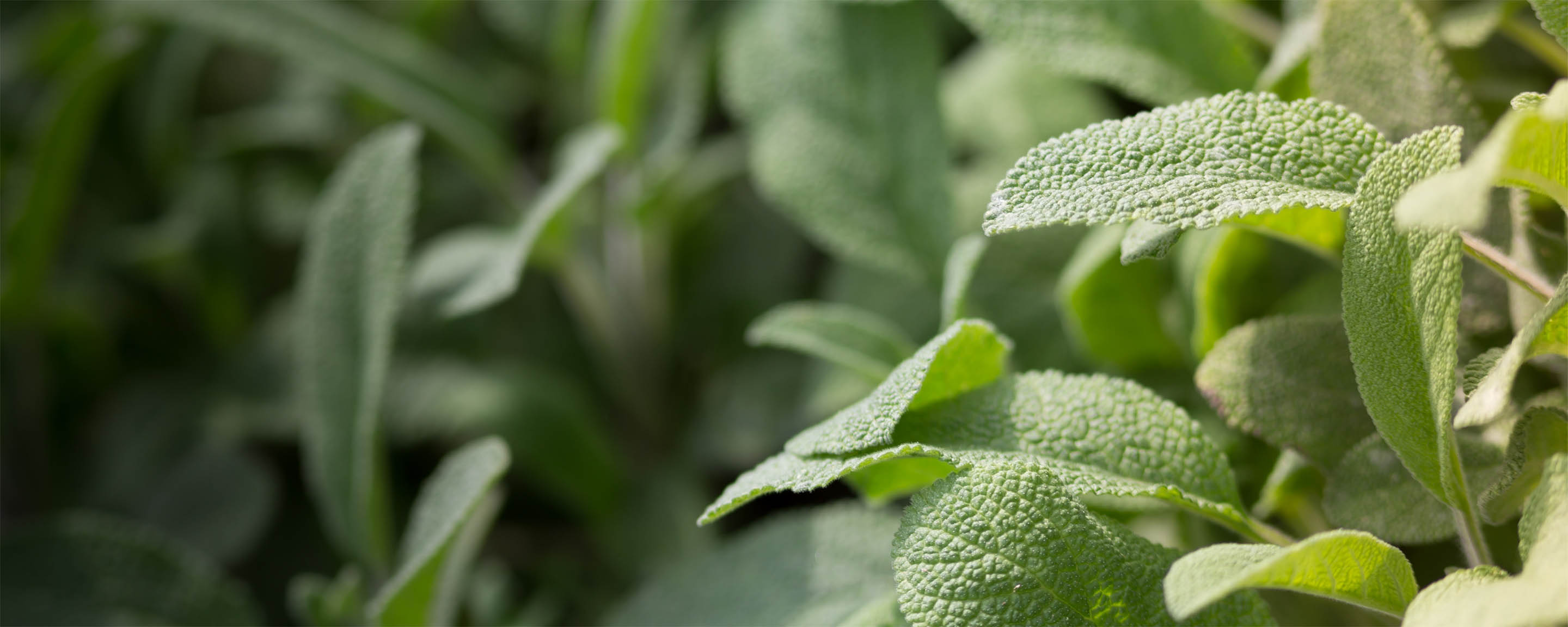 Ispirazione pittura colore verde salvia San Marco