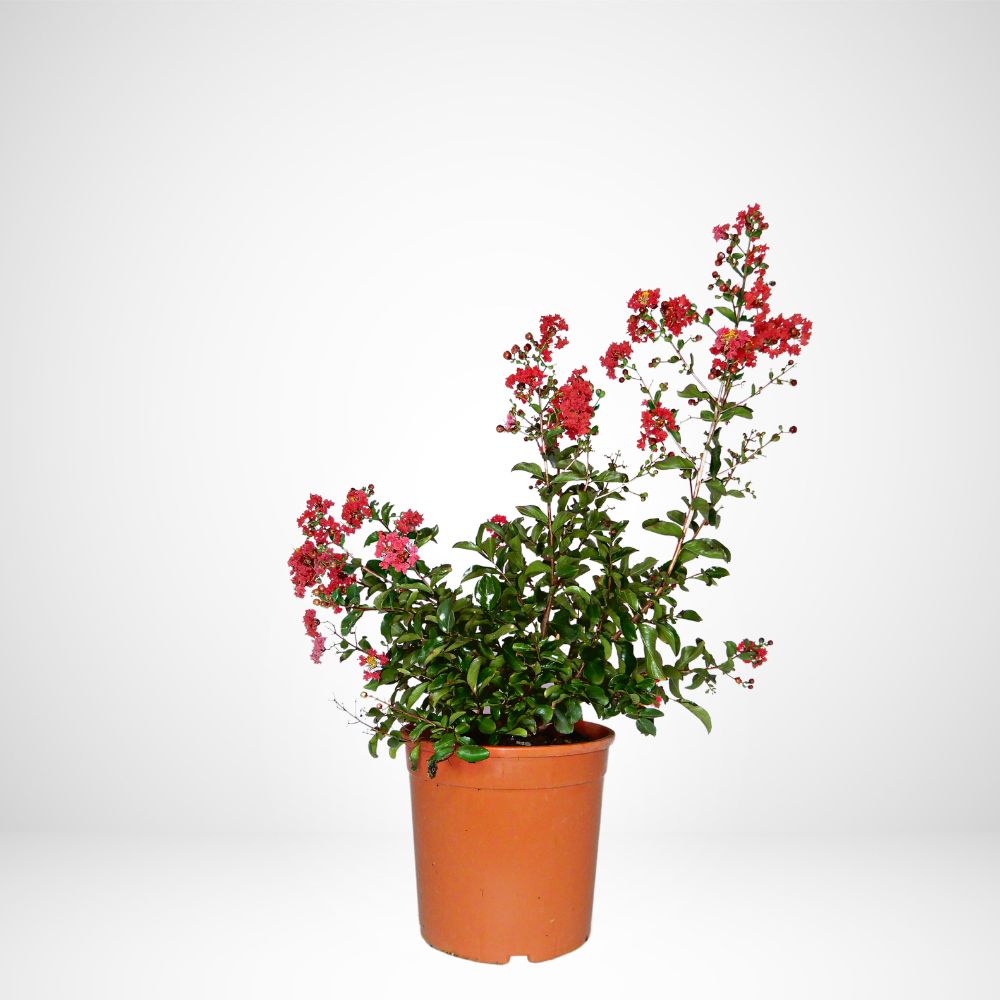Lagerstroemia Indica Ø24