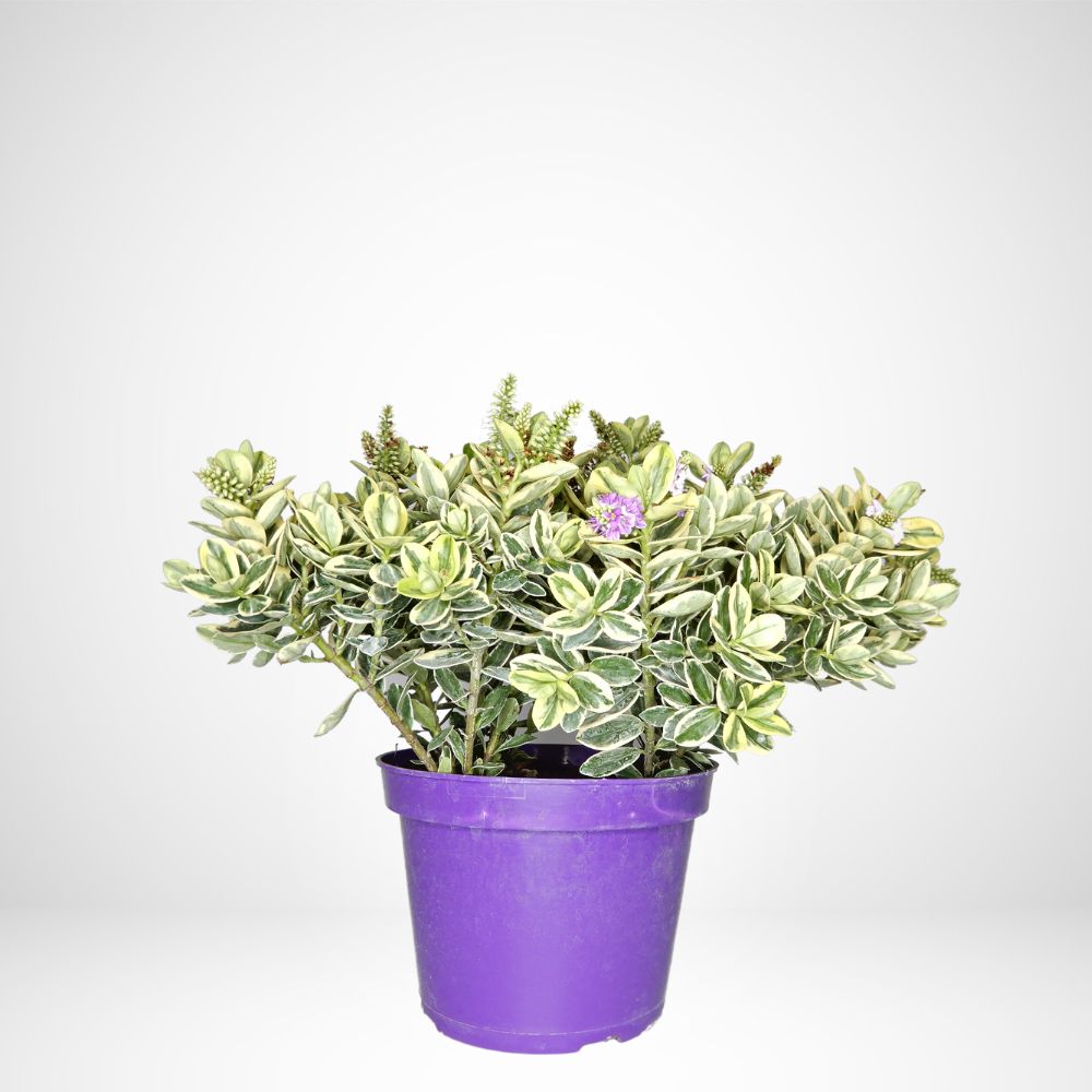 Hebe Andersonii Variegata