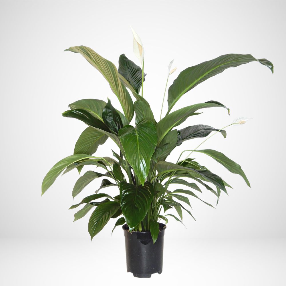 Spathiphyllum Ø19 cm
