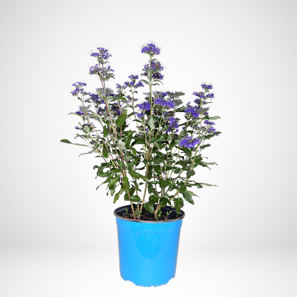 Caryopteris Clandonensis