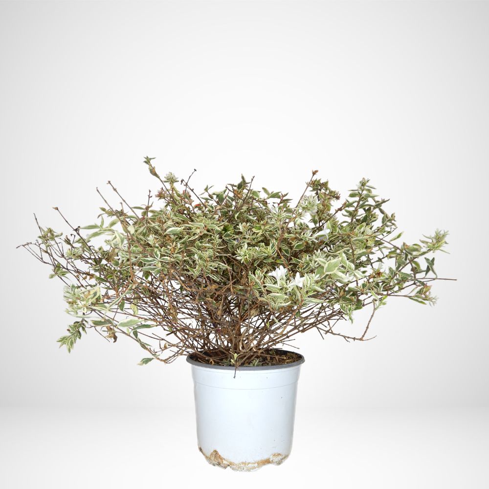 Abelia confetti Ø24