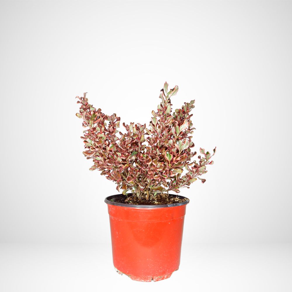 Coprosma repens Ø24