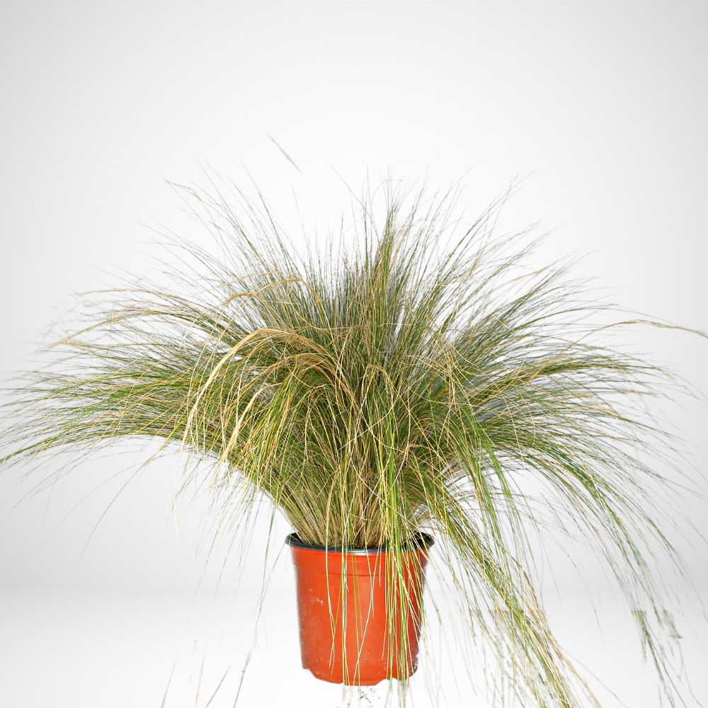 Stipa tenuissima Ø14cm