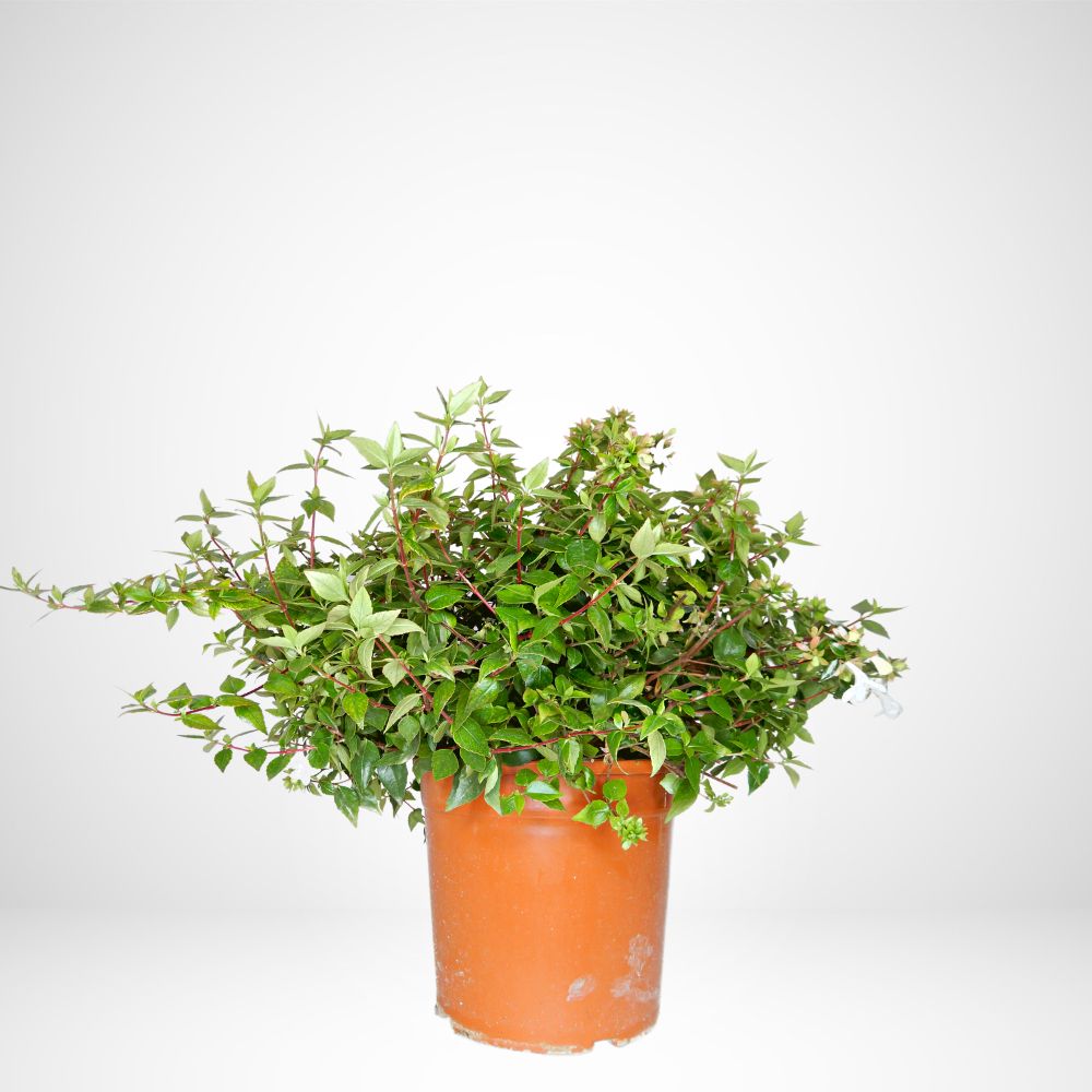 Abelia grandiflora Ø24cm.