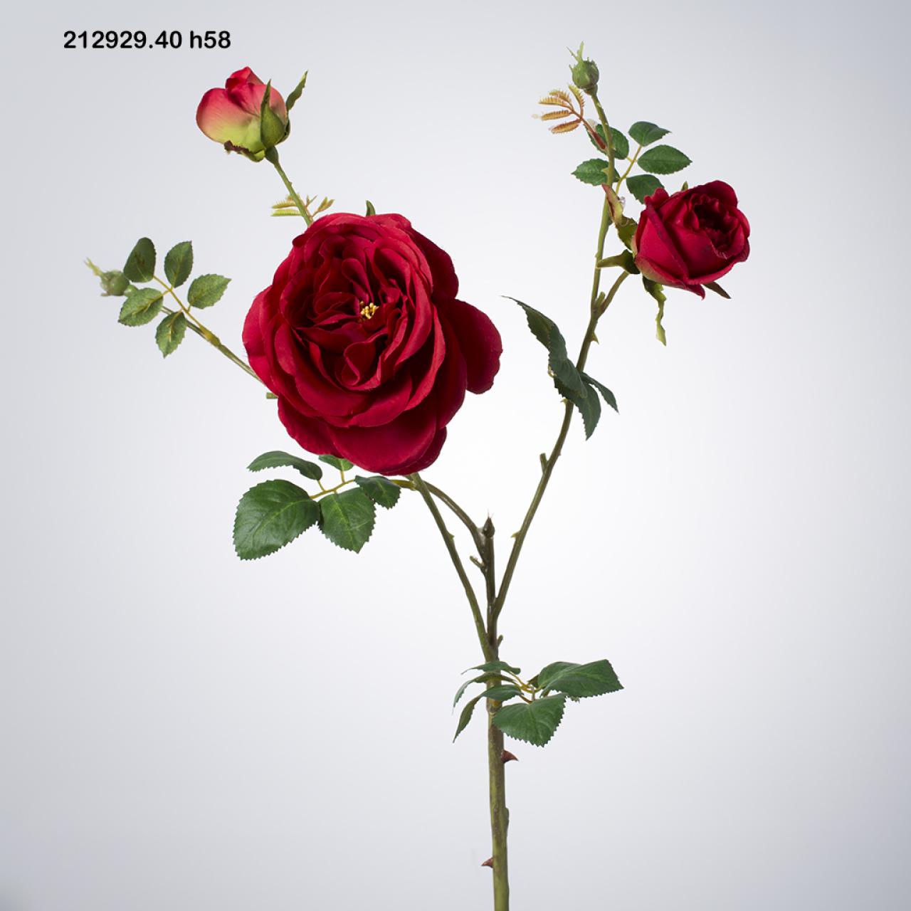 Rosa Loren Rex Rossa h.56 Edg
