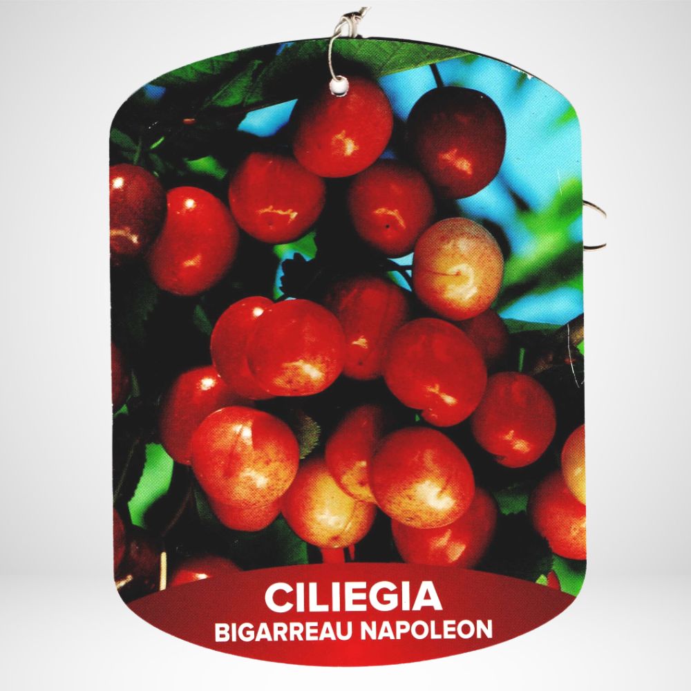 Ciliegia Bigarreau Napoleon