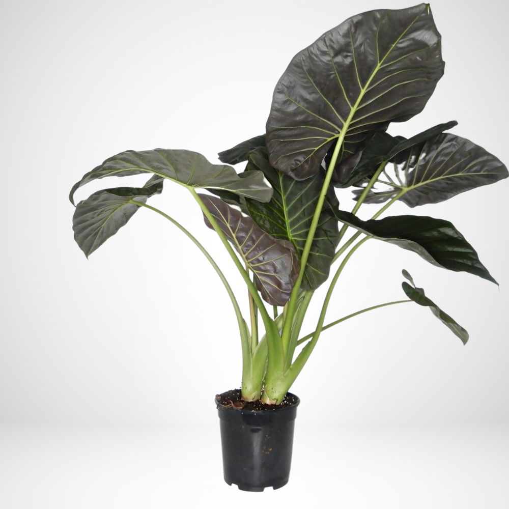 Alocasia Regal Ø21