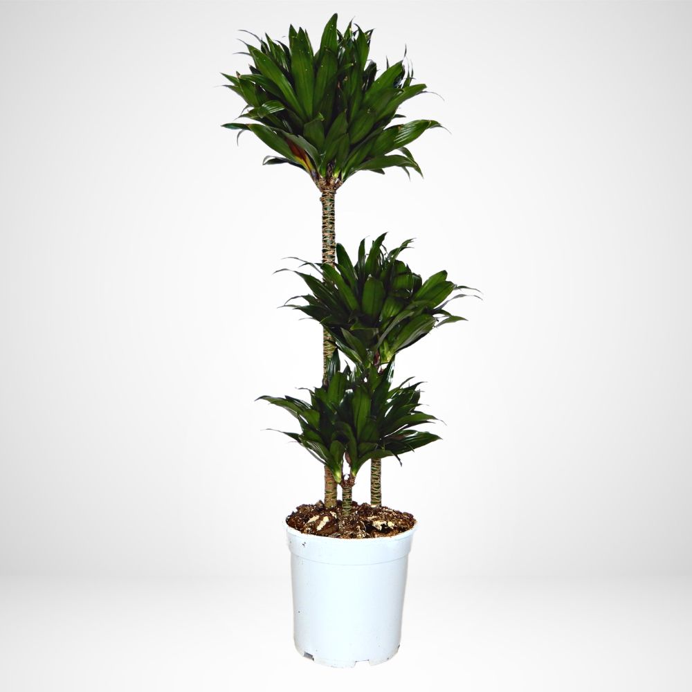 Dracaena Compacta Ø 17cm