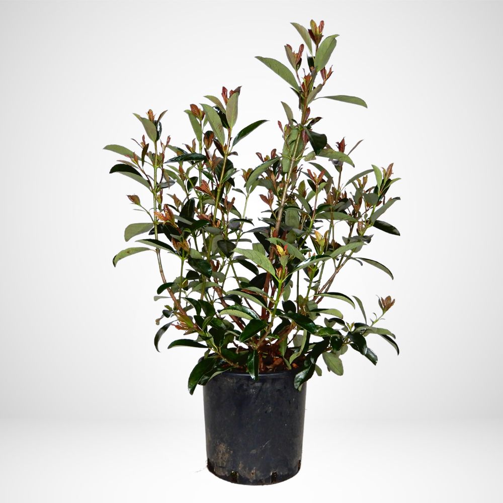 Viburnum Odoratissimum Coppertop Ø24