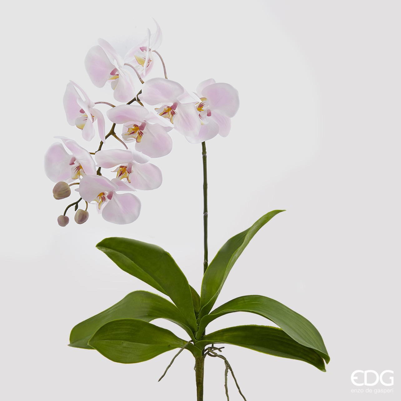 Orchidea Phal Real Rosa con Foglia h. 92 Edg