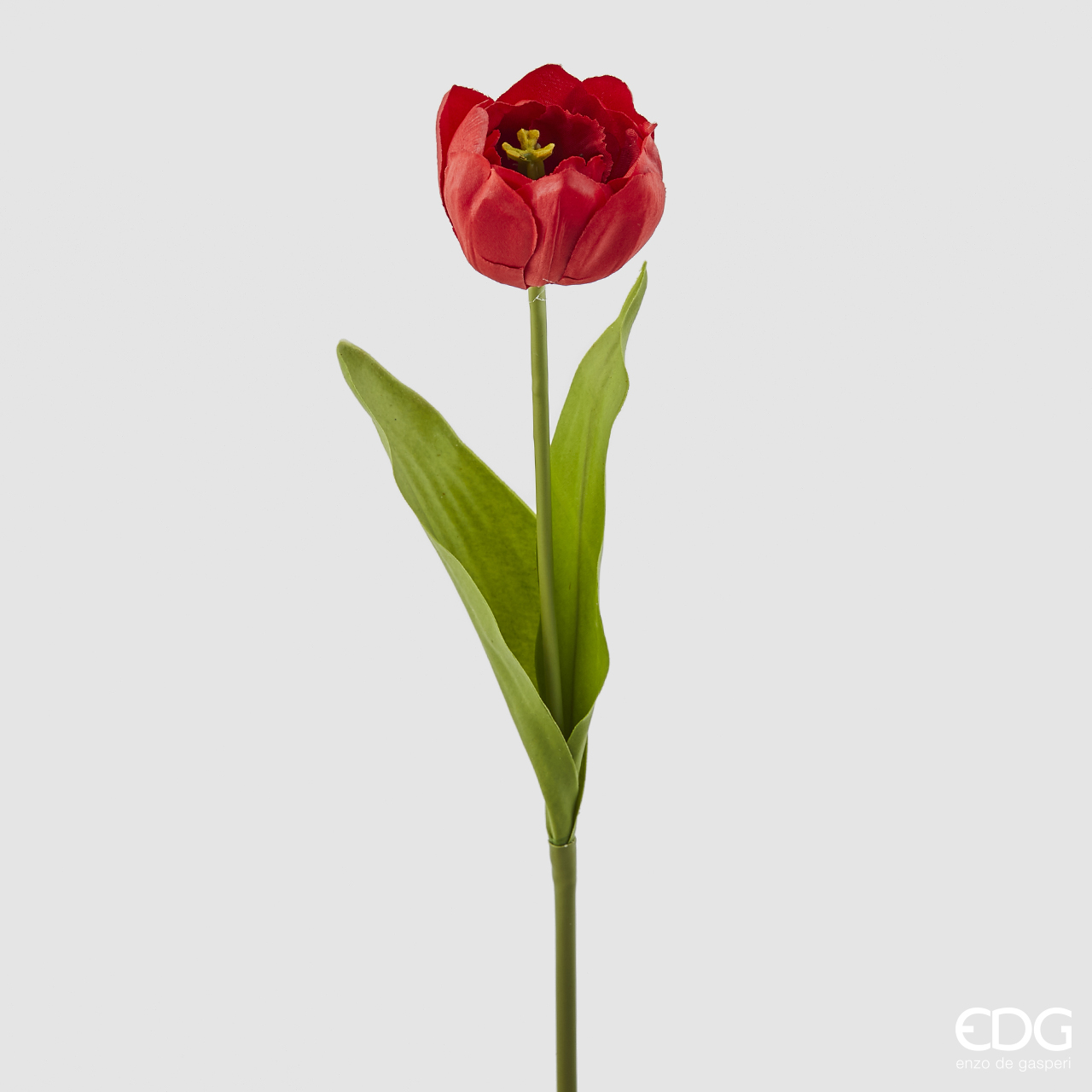 Tulipano Rex Multipetalo Rosso h.43 Edg
