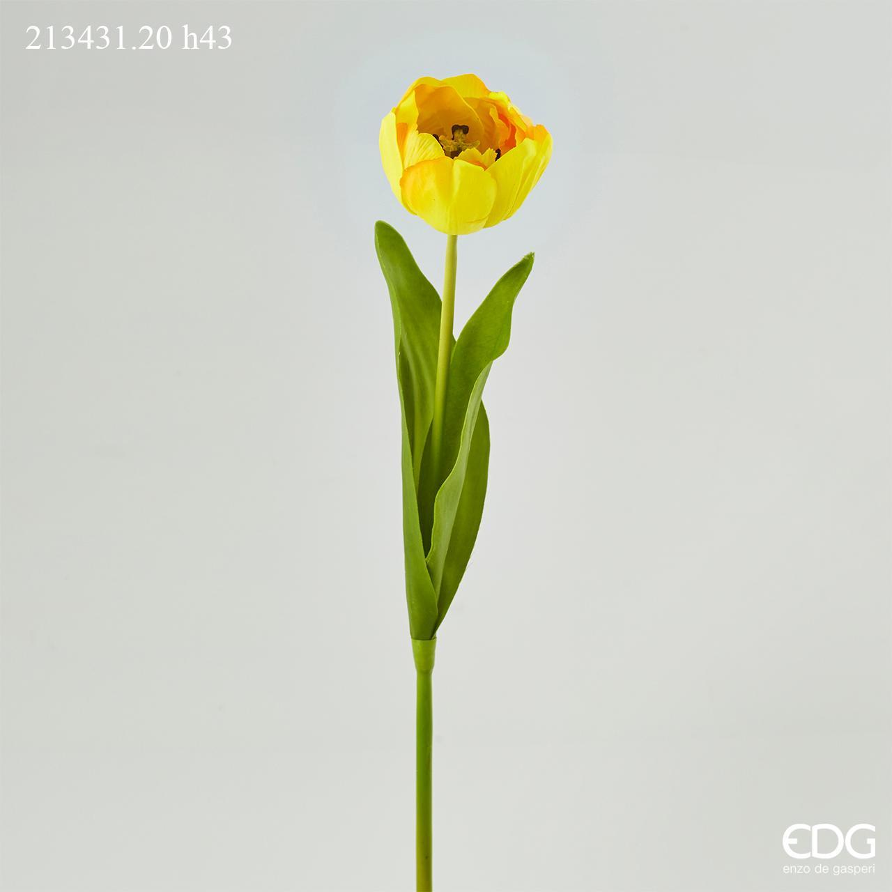 Tulipano Rex Multipetalo Giallo h.43 Edg