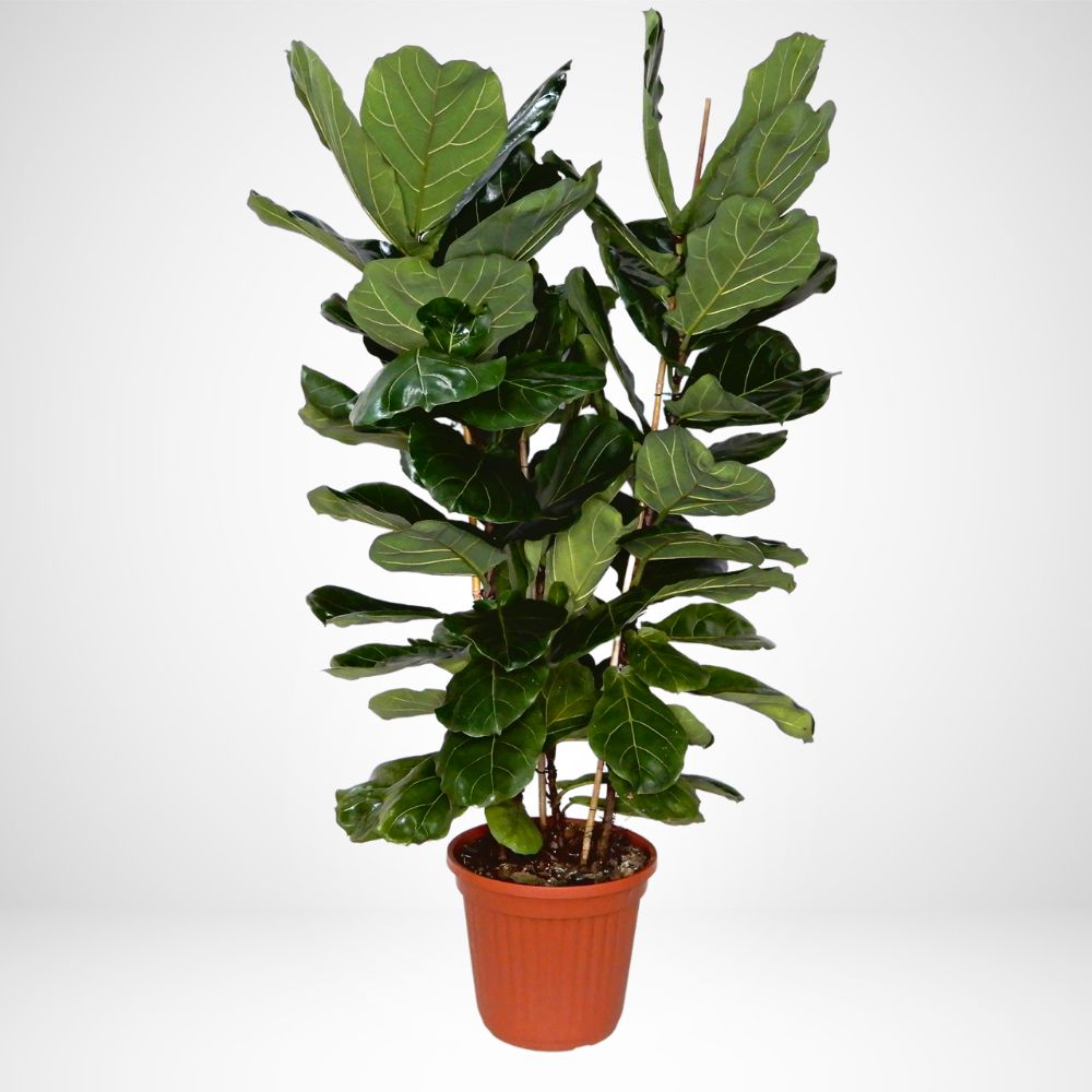 Ficus lyrata ø 35cm, H 150cm 