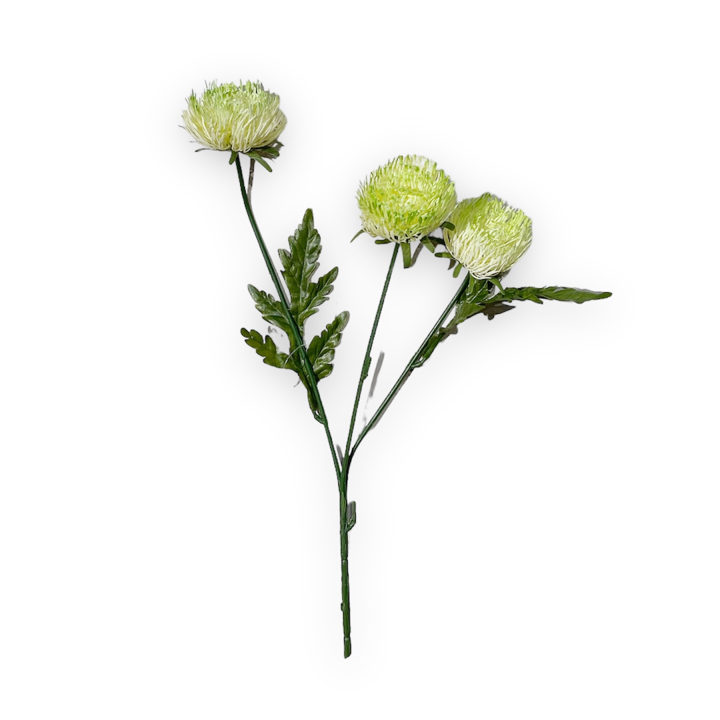 Centaurea Verde h.70 Edg