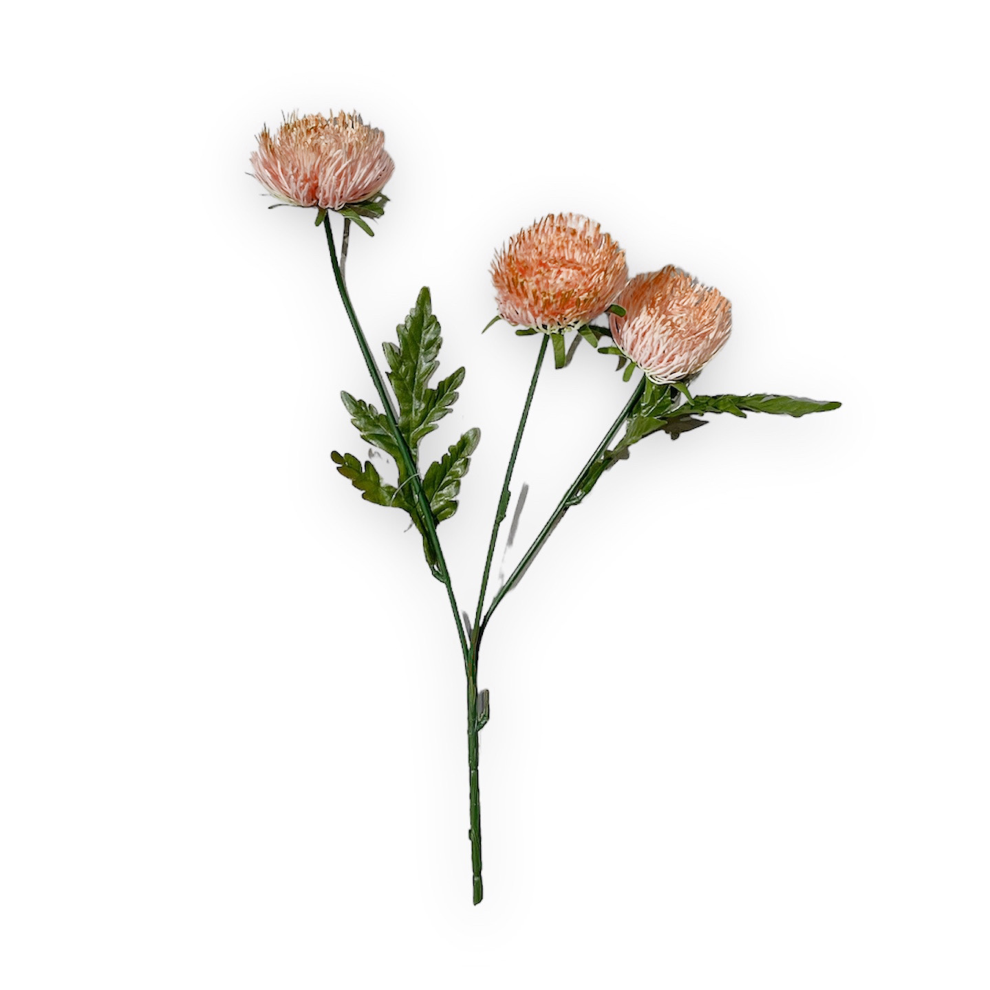 Centaurea Rosa h.70 Edg