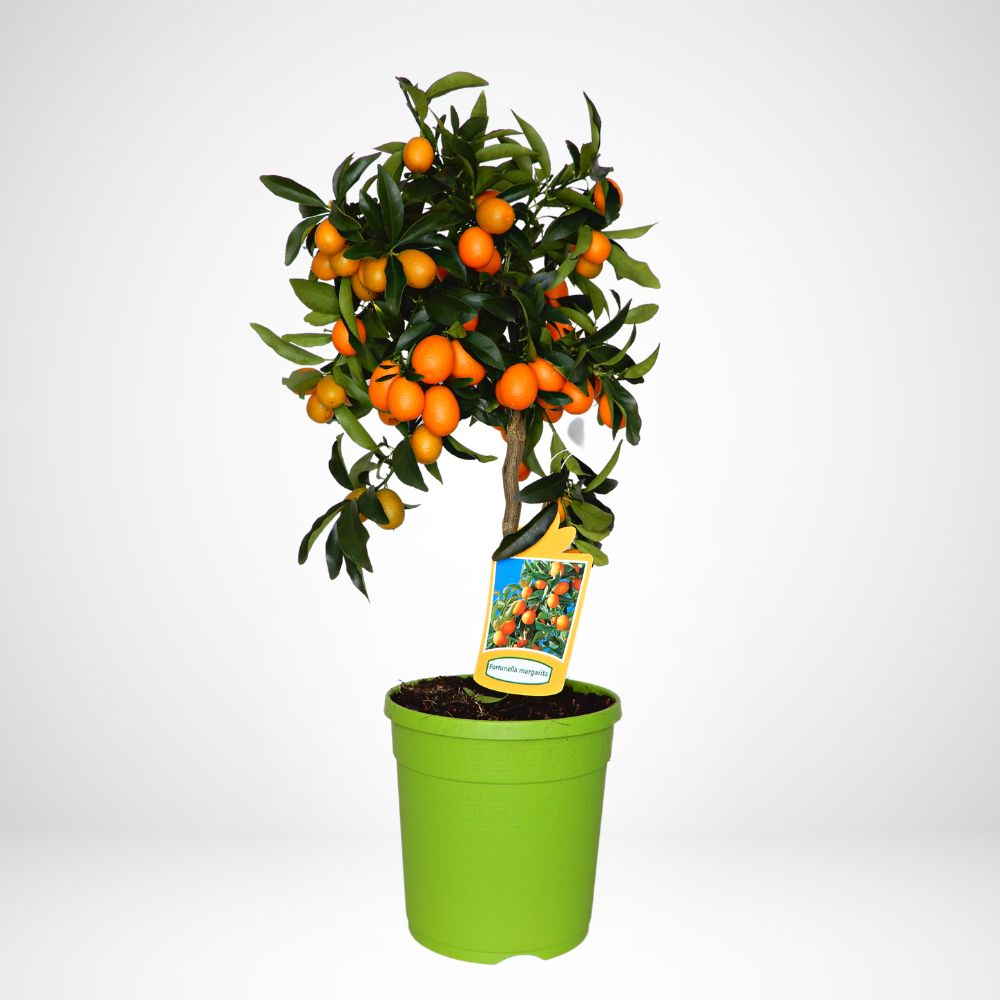 KUMQUAT Ø20 (Citrus margarita Fortunella)