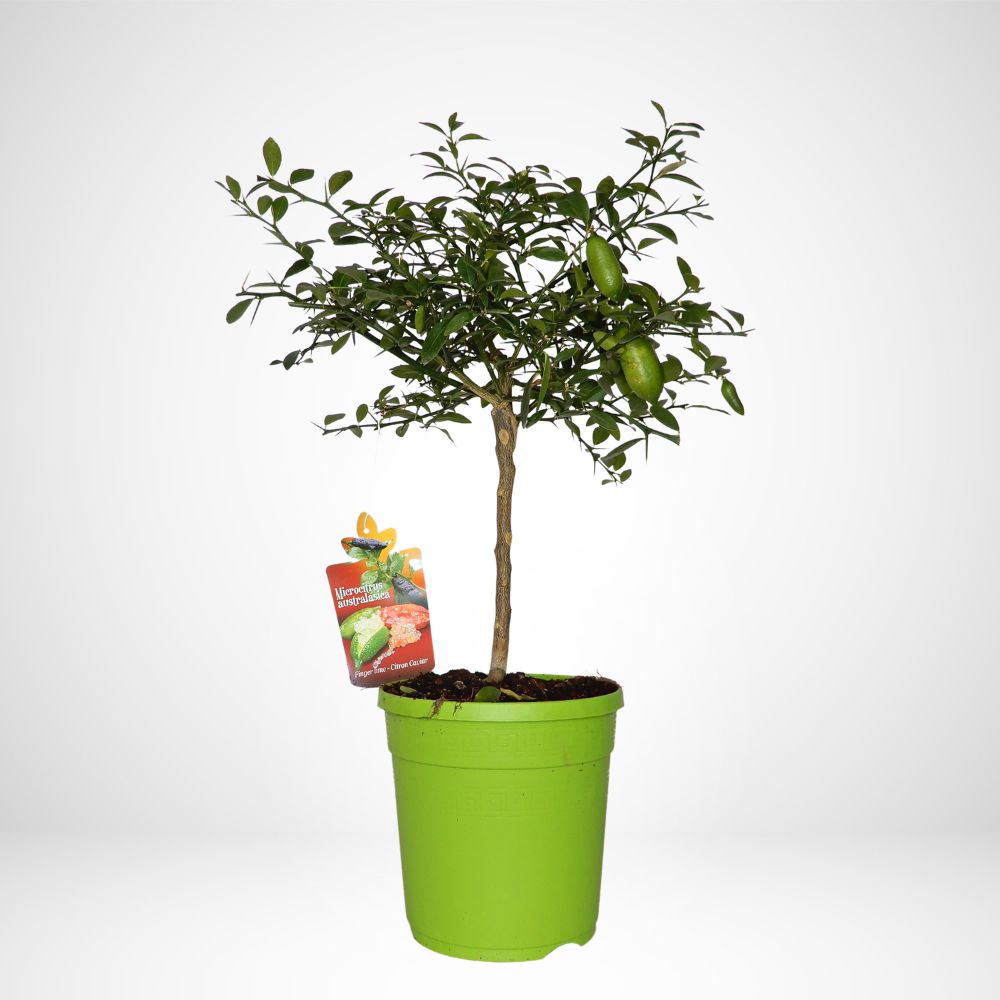 FINGER LIME (Citrus australasica Caviale di Limone)