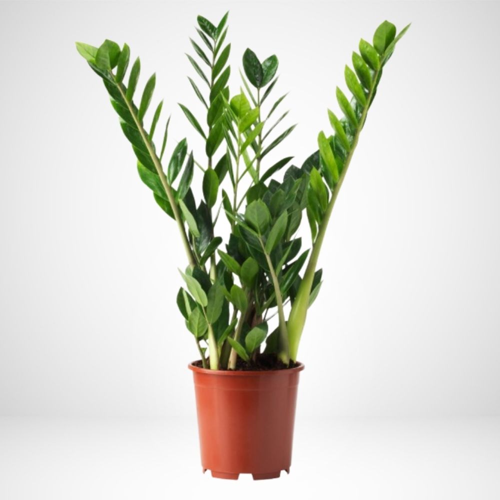 Zamioculcas zamiifolia - ø 19cm - Zamia