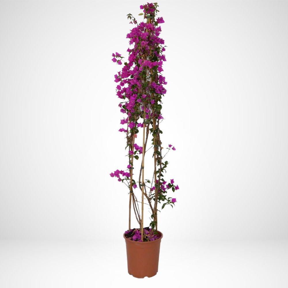 Bougainvillea sanderiana piramide Ø 24cm, H 130cm
