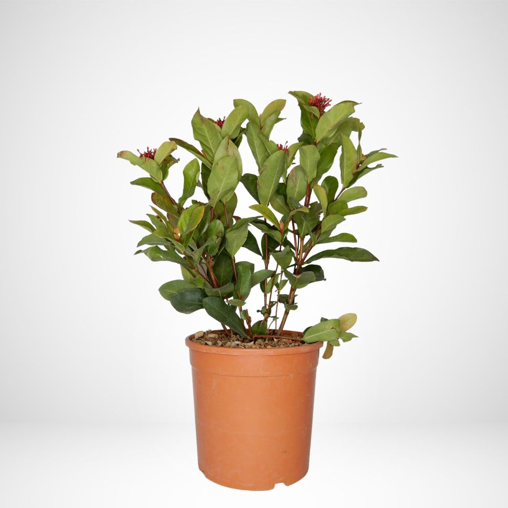 Ixora Coccinea Ø24cm.