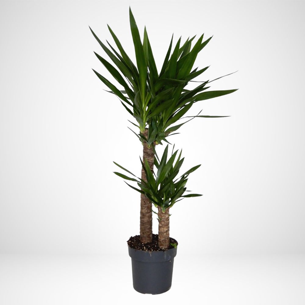 Yucca Ø21