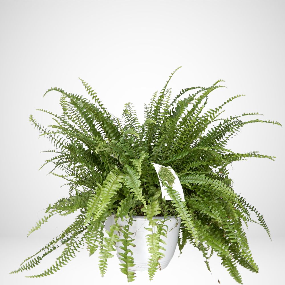 Nephrolepis (Felce comune) Ø21