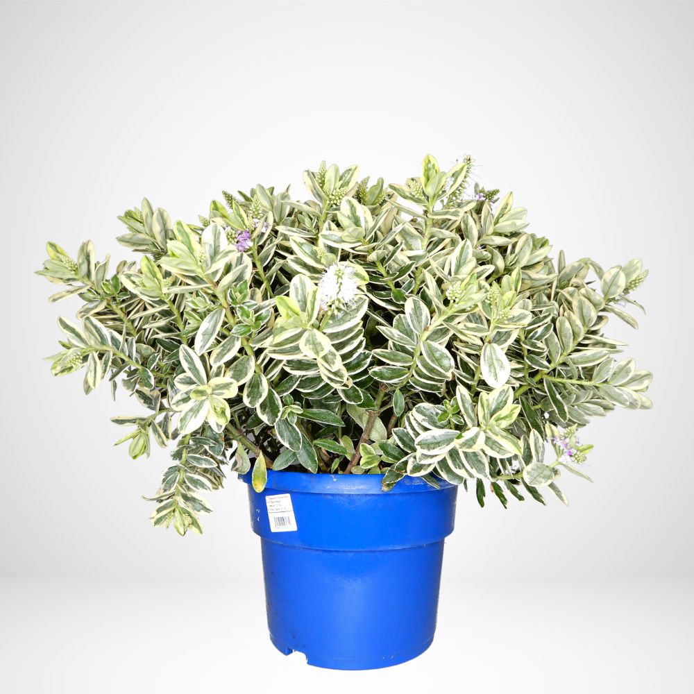 Hebe speciosa variegata v.28
