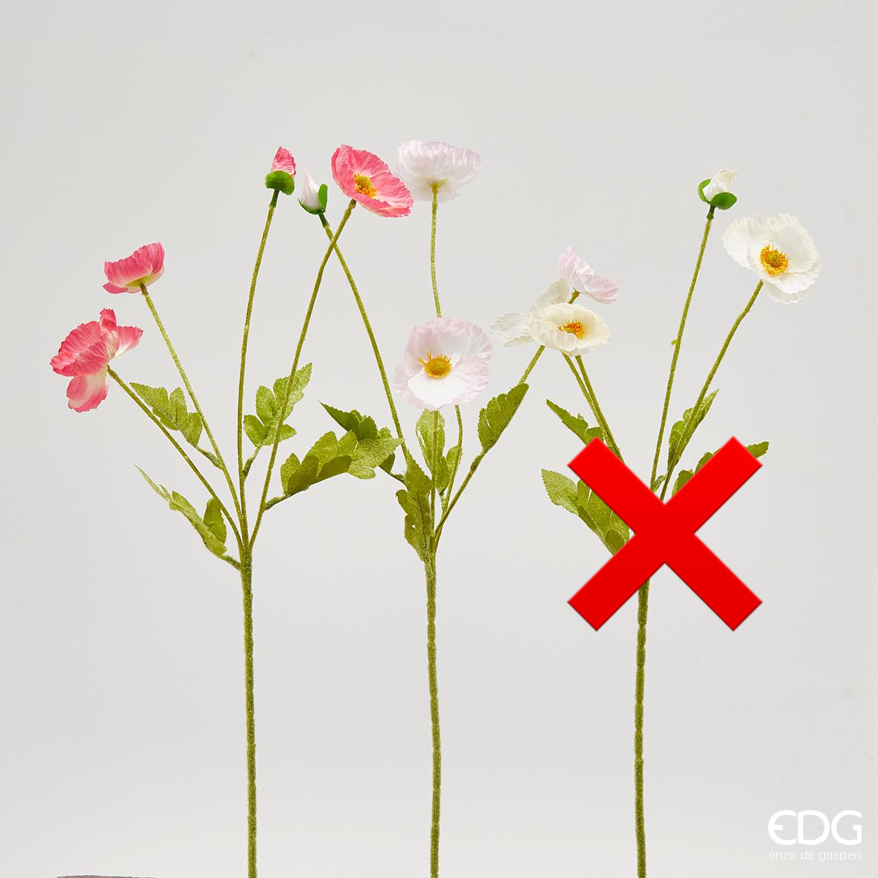 Papavero Bliss Ramo 3A h.60 Edg