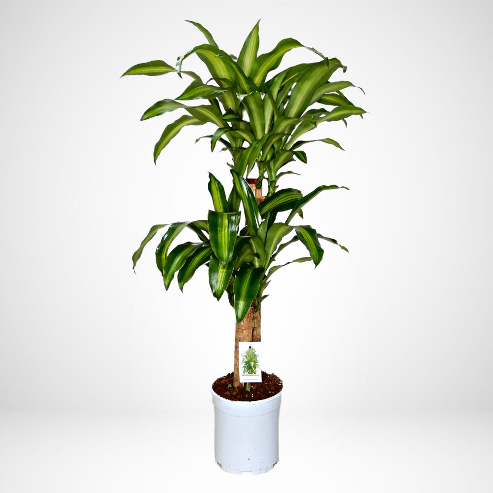 Dracaena fragrans Massangeana Ø 24cm, H 130cm