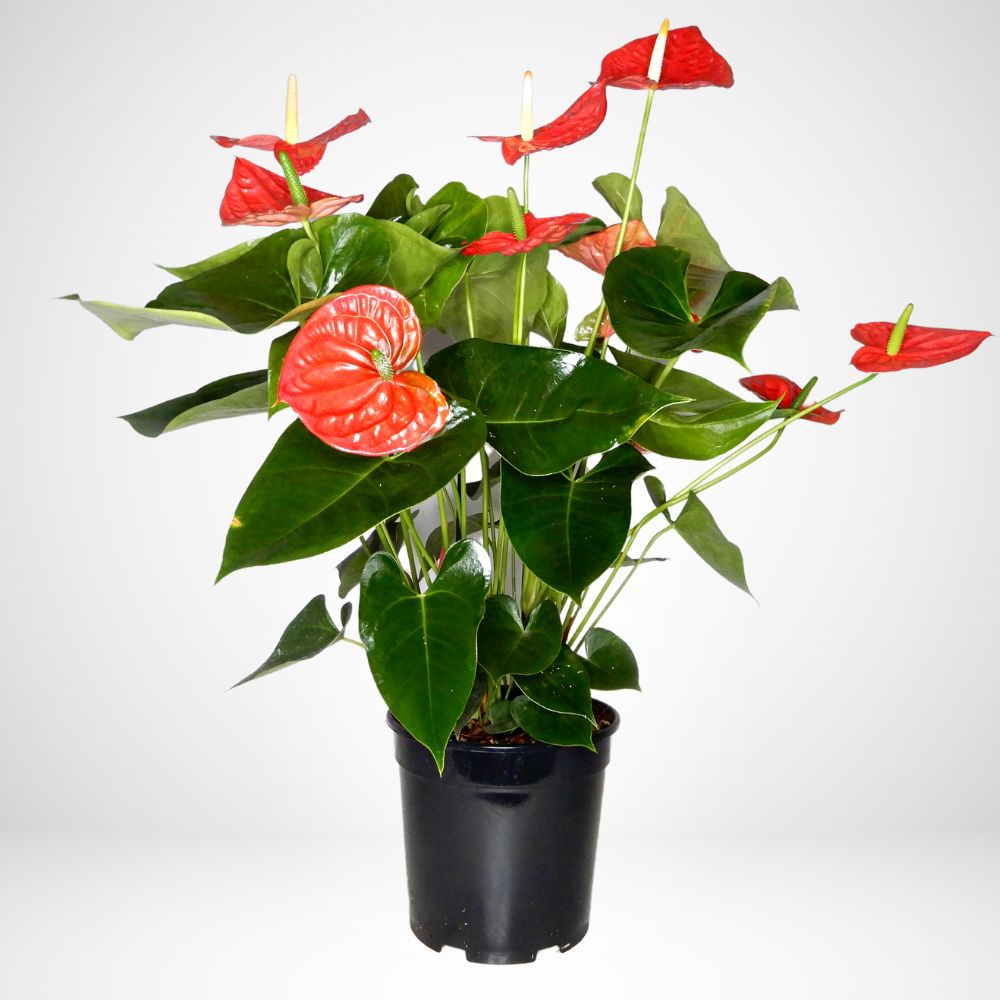 Anthurium ø 17 cm