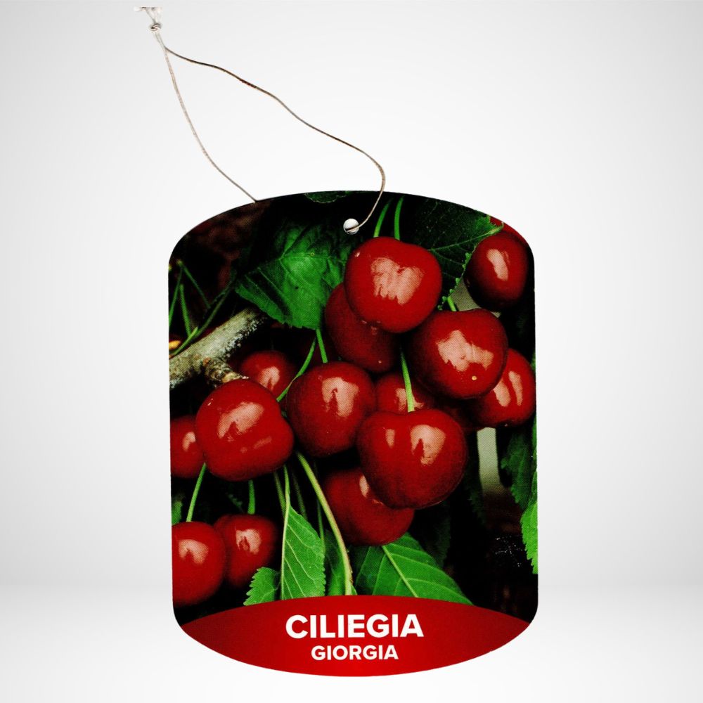 Ciliegia Giorgia